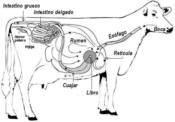 Sistemas digestivos | Blogodisea