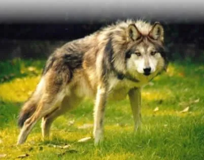 SISTEMAS DE ORGANOS DE LOS SERES VIVOS: Los ANIMALES:su ... SISTEMAS DE ORGANOS DE LOS SERES VIVOS: Los ANIMALES:su ...