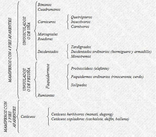 SISTEMÁTICA DE MAMÍFEROS: Sistemática de mamíferos