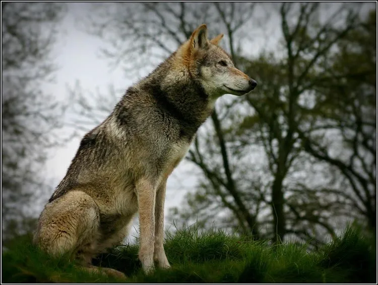 Sitting Wolf by CoupeKid on DeviantArt