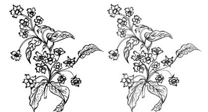 Sketchy Flowers Vector and Photoshop Brush | Brushes | All Free ...