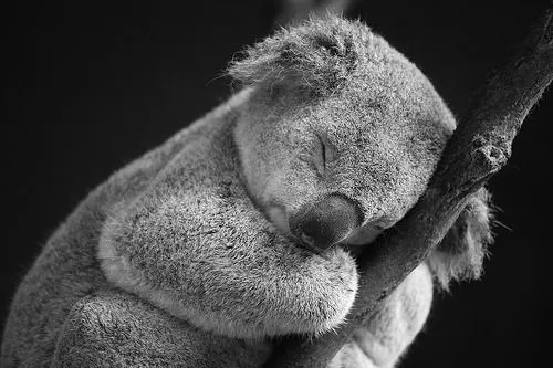 sleepy koala | Tumblr sleepy koala | Tumblr