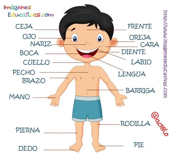 Slideshow: El cuerpo humano y su higiene. (biología) Slideshow: El cuerpo humano y su higiene. (biología)