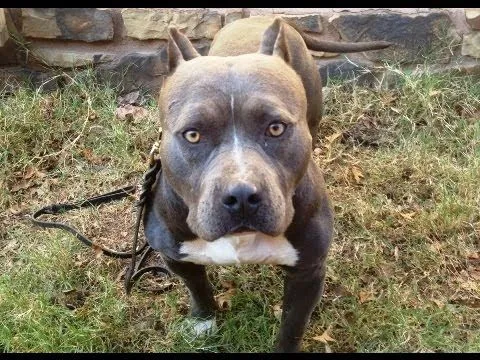 Smallz - Blue Nose Pit Bull Training - YouTube Smallz - Blue Nose Pit Bull Training - YouTube