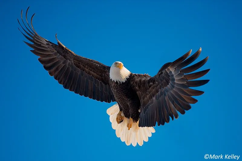 Soaring Eagle” – Photo Art Print P210Mark Kelley | Mark Kelley Soaring Eagle” – Photo Art Print P210Mark Kelley | Mark Kelley