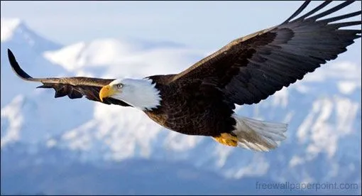 SOARING EAGLES HOME PAGE San Diego Native American Indian Cultural ... SOARING EAGLES HOME PAGE San Diego Native American Indian Cultural ...