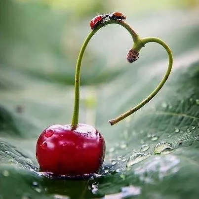 sobre+la+cereza+del+amor+ ...