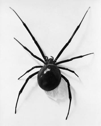 Cómo sobrevivir cuando...: te pica una araña viuda negra Cómo sobrevivir cuando...: te pica una araña viuda negra