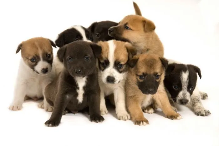 La socialización de los cachorros. PerrosAmigos.com La socialización de los cachorros. PerrosAmigos.com