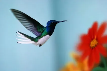 Sogni&dintorni: Il Colibrì Sogni&dintorni: Il Colibrì