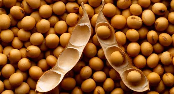Soja, Alimento Excepcional | Recursos Adventistas Soja, Alimento Excepcional | Recursos Adventistas