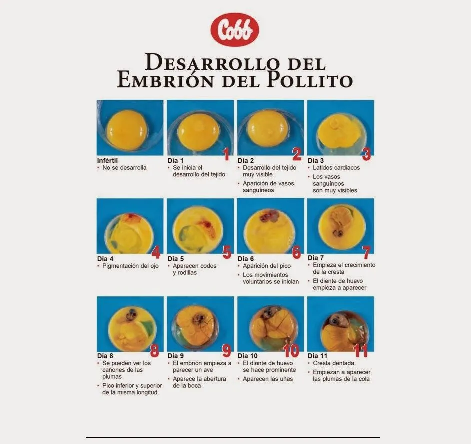 Sol, agua, tierra...: Discusión sobre la formación del embrión en ... Sol, agua, tierra...: Discusión sobre la formación del embrión en ...