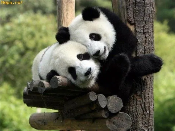 PANDAS I LOVE YOU | Friendly and Cute Amigurumis