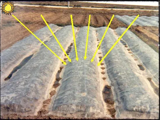 La solarización como herramienta para el control de malezas ...