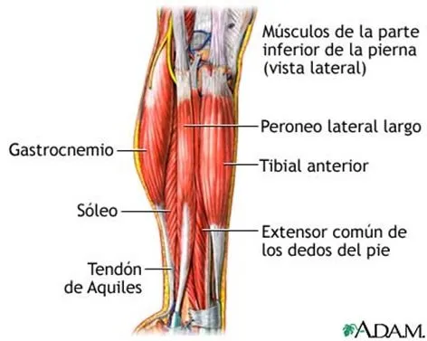 Soleo. Un musculo de la pierna - Buena Salud
