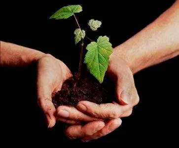 Soluciones Ambientales: Siembra un Arbol, Siembra un Hogar... Soluciones Ambientales: Siembra un Arbol, Siembra un Hogar...