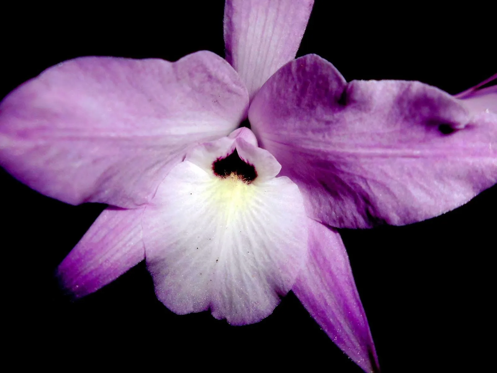 Soluciones para el Hogar y el Amor: Orquidea Guaria Morada Soluciones para el Hogar y el Amor: Orquidea Guaria Morada