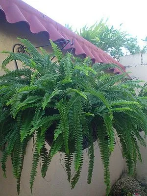 Soluciones para el Hogar y el Amor: Plantas Fáciles de Cuidar Soluciones para el Hogar y el Amor: Plantas Fáciles de Cuidar