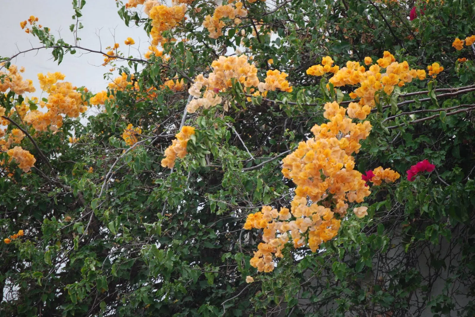 Somnolencia creativa: árboles y enredaderas en flor en otoño 1 Somnolencia creativa: árboles y enredaderas en flor en otoño 1