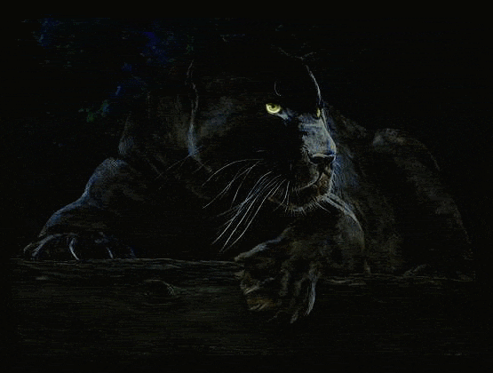 SOMNUS: Totem Pantera Negra.