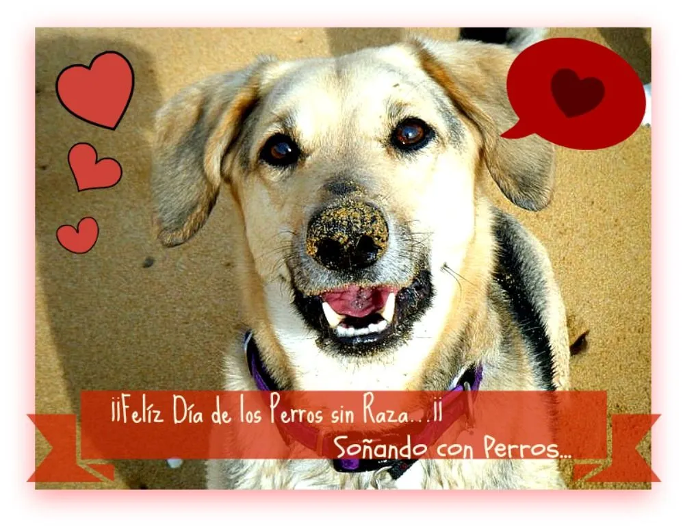 Soñando con Perros: FELICIDADES A TODOS LOS PELUDITOS SIN RAZA... Soñando con Perros: FELICIDADES A TODOS LOS PELUDITOS SIN RAZA...