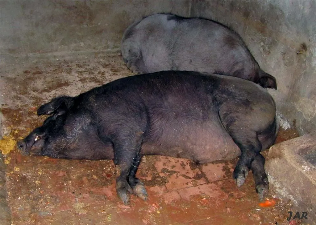 EL SONETO DIARIO: A un cochino durmiente (Soneto 261) EL SONETO DIARIO: A un cochino durmiente (Soneto 261)