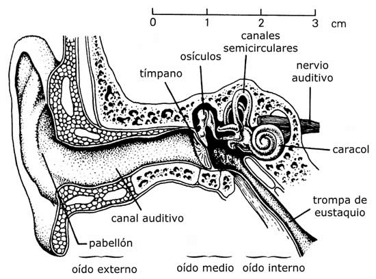 EL SONIDO