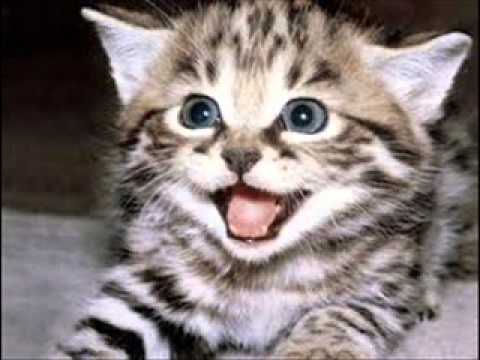 Sonido para celular de Gatito - YouTube