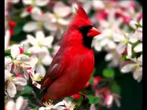 El sonido de la naturaleza..los pajaros Música de relajación RELAX ... El sonido de la naturaleza..los pajaros Música de relajación RELAX ...