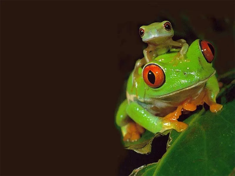 El sonido de mi tambor: Este diario está lleno de ranas El sonido de mi tambor: Este diario está lleno de ranas