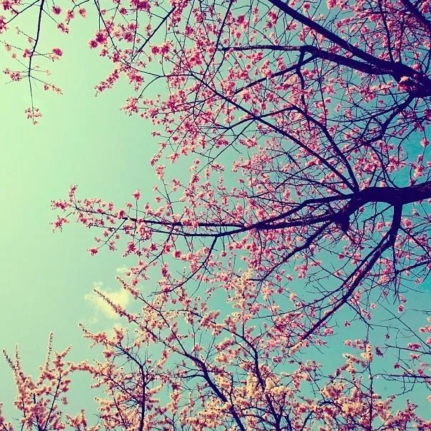 SONRÍE — constelacionesporelcielo: Aww amo los árboles de...