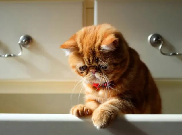 Sopitas.com » Galería: Los gatos más tristes de la red Sopitas.com » Galería: Los gatos más tristes de la red
