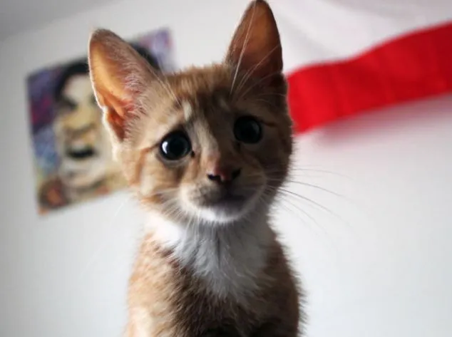 Sopitas.com » Galería: Los gatos más tristes de la red Sopitas.com » Galería: Los gatos más tristes de la red