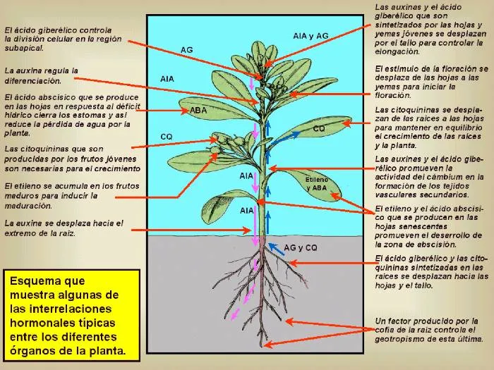 SOPLÓN CIENTÍFICO: FITOHORMONAS