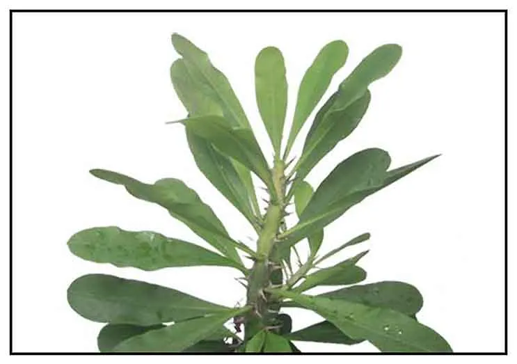 Soro-soro / Milk hedge / Euphorbia neriiflolia: Philippine ... Soro-soro / Milk hedge / Euphorbia neriiflolia: Philippine ...