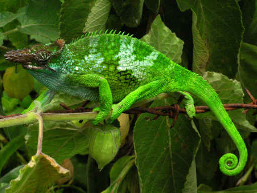 SOS CAMALEON DE DOS CUERNOS !! | Cuidar de tu mascota es facilisimo.