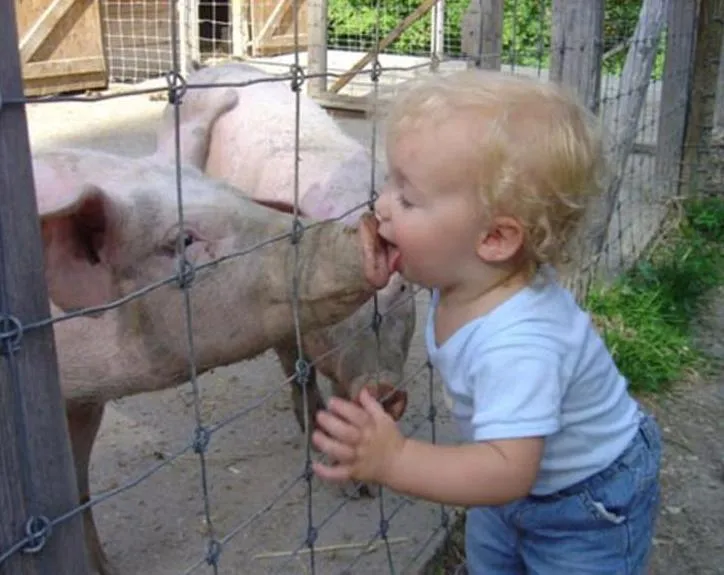 Sos un cochino..? entra.. - Taringa!