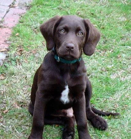 Spanador... ok i need one of these! its a cocker spaniel/ Labrador ...