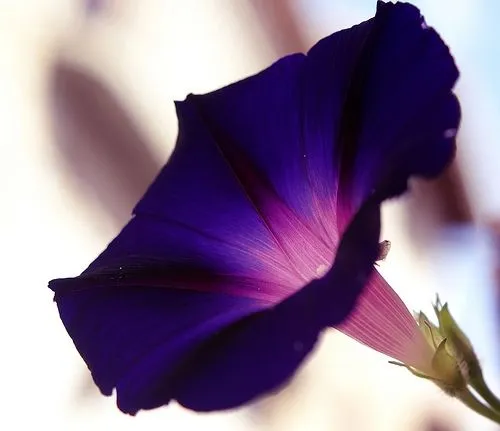 Spanish Caffeine Girl: Semana de colores. Miércoles = morado Spanish Caffeine Girl: Semana de colores. Miércoles = morado