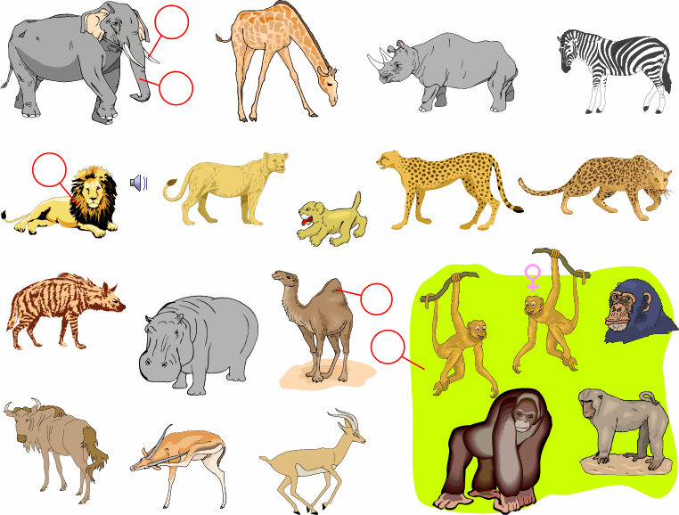 Spanish: Vocabulary Guide: African Animals | los animales africanos Spanish: Vocabulary Guide: African Animals | los animales africanos