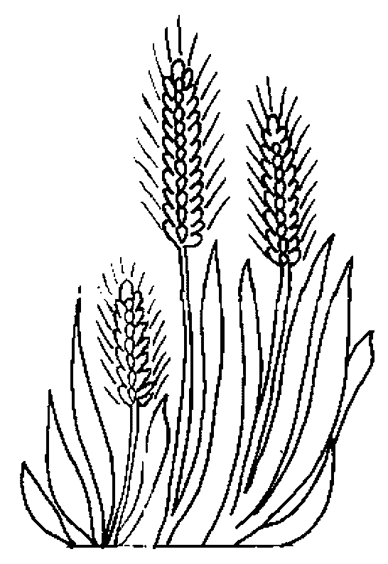 Spighe di grano da colorare - Imagui