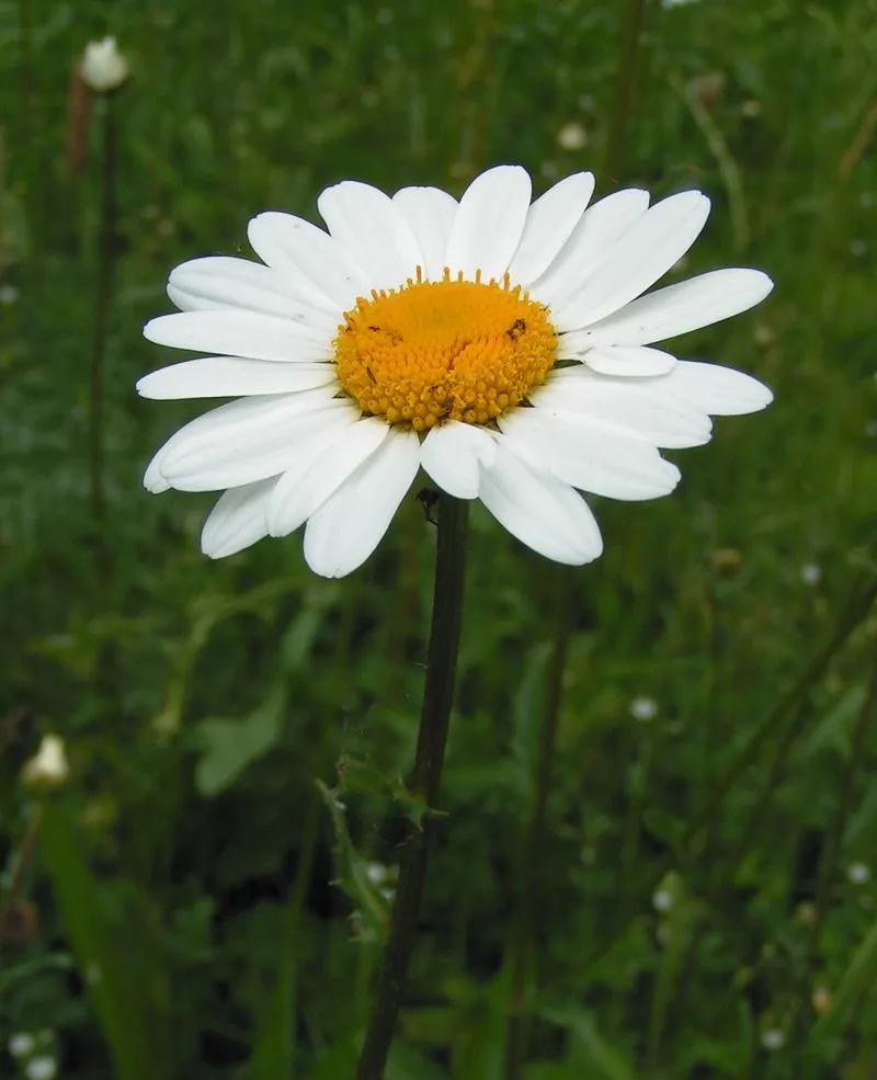 Spiritual Memory and a Daisy | THE POETRY PLACE Spiritual Memory and a Daisy | THE POETRY PLACE