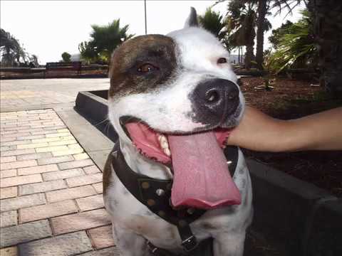 STAFFORD SHIRE BULL TERRIER !STAFFORD INGLES! CANARIOS-N:3 - YouTube