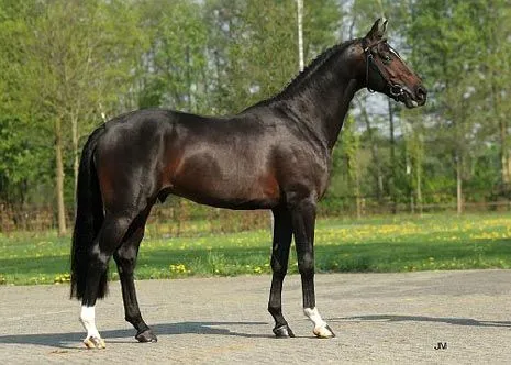 Stal van Hoof Stal van Hoof