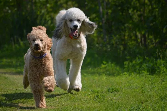 Standard Poodle Puppies for Sale from Trusted Breeders Standard Poodle Puppies for Sale from Trusted Breeders