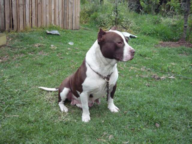 Stanford pitbull - Imagui