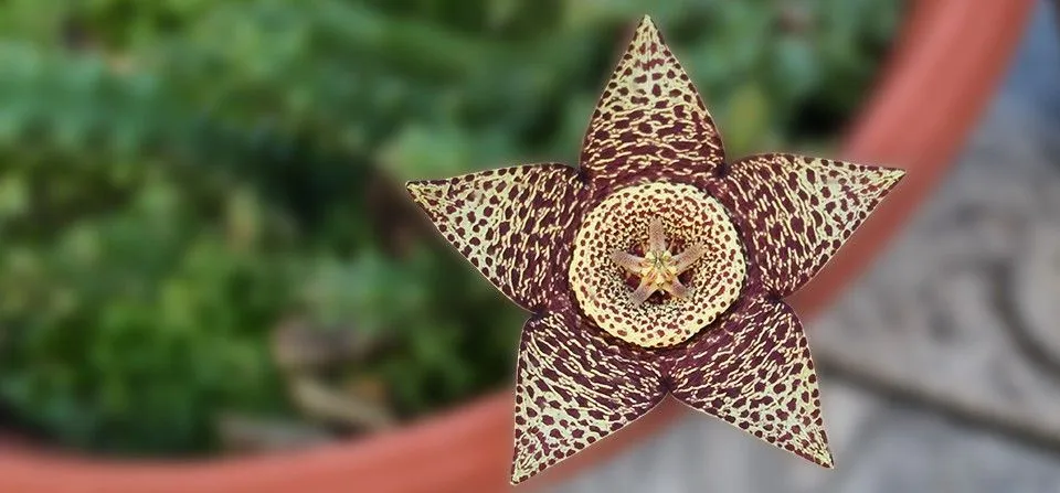 Stapelia variegata – La Flor del Lagarto | Garden Center Catalunya ... Stapelia variegata – La Flor del Lagarto | Garden Center Catalunya ...