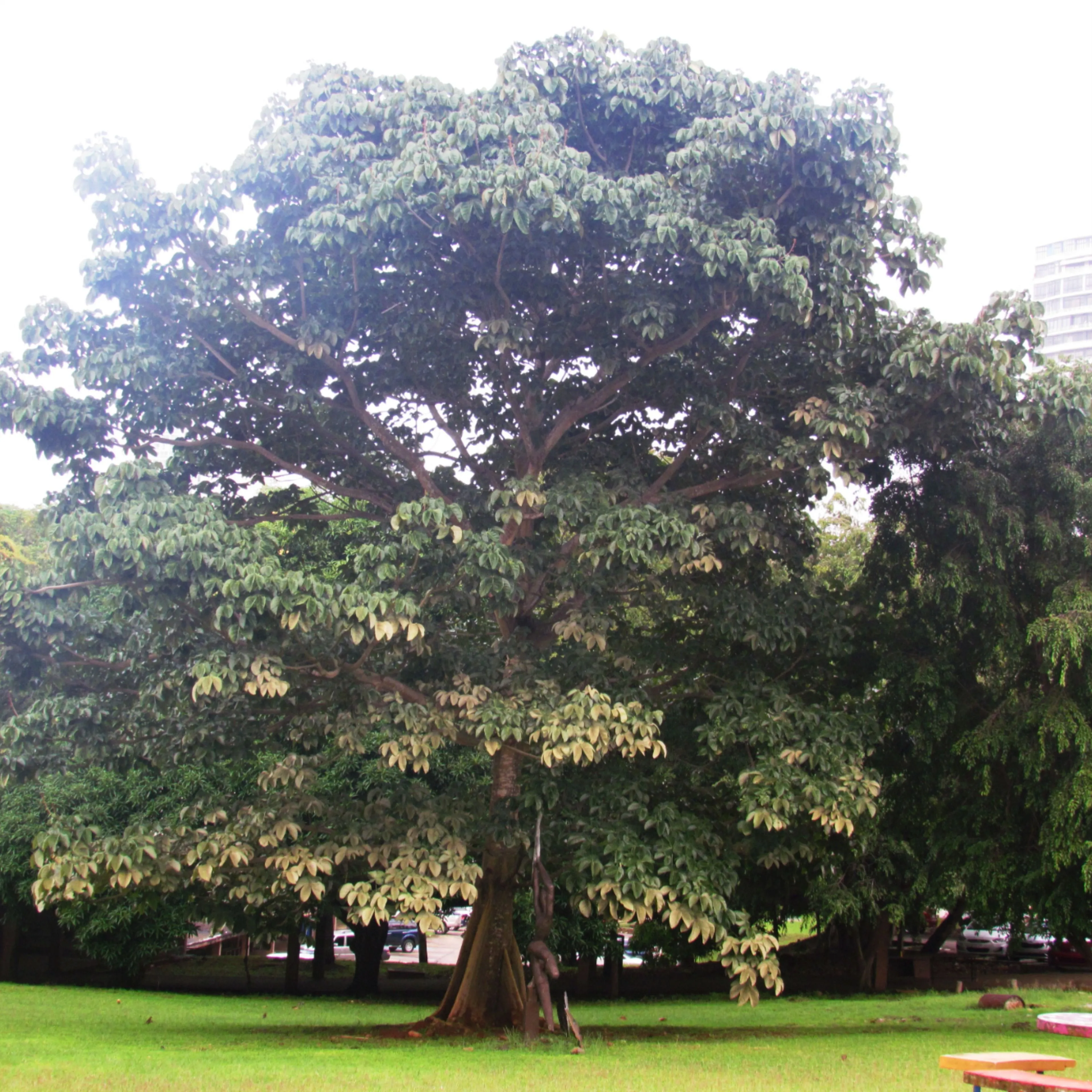 Sterculia apetala en 2023 | Arboles, Postes de cercas, Temporada de lluvias