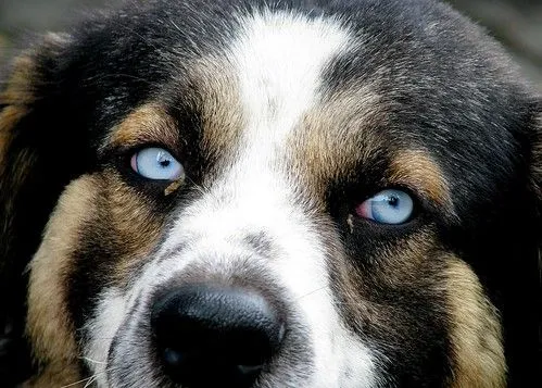 Ojos azules de perro... | Flickr - Photo Sharing! Ojos azules de perro... | Flickr - Photo Sharing!