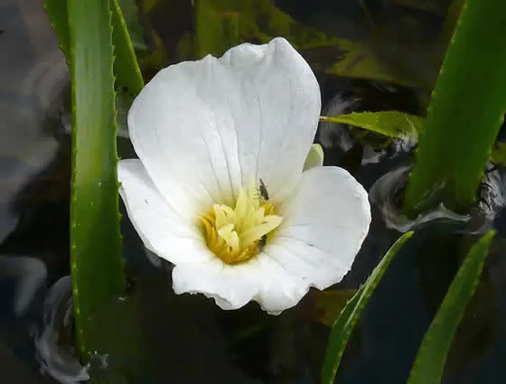 Stratiotes aloides o Pita acuática | Revista de Flores, Plantas ...